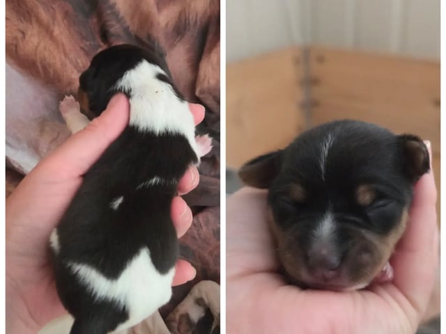 Terrier brasileiro