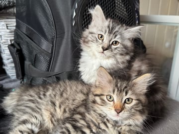 Sibirisk kat · Raufoss · NO*Tokleperlen