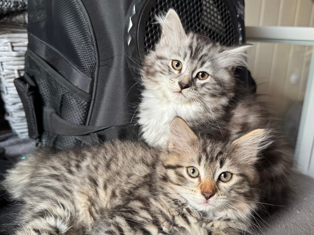 Sibirisk kat · Raufoss · NO*Tokleperlen