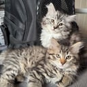 Sibirisk kat