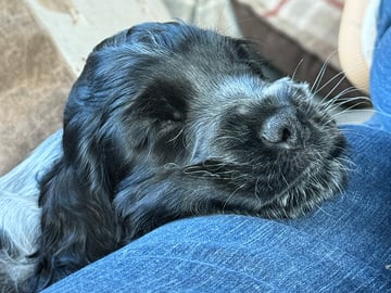 Cocker spaniel · Røyse · Kennel Fosliskrenten