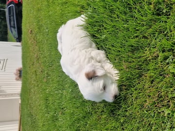Tibetansk terrier · Halden · Lena Mari Fjeld