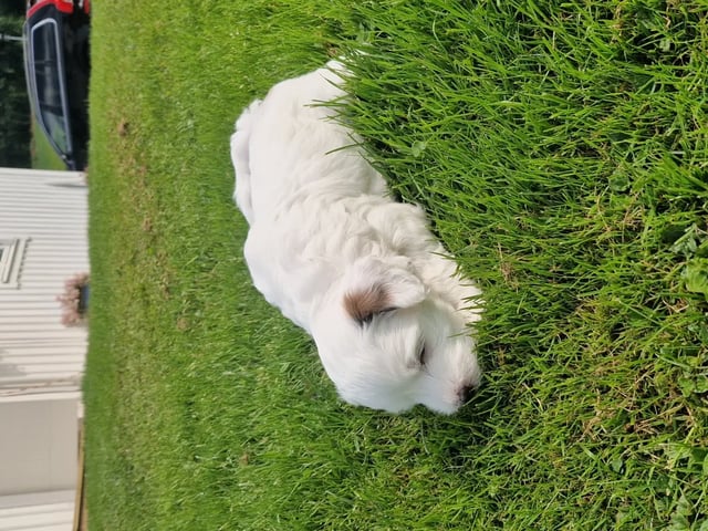 Tibetansk terrier