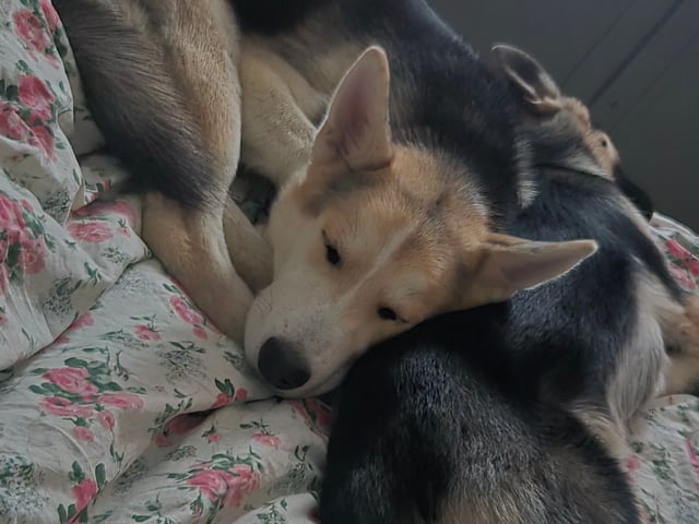 Siberian husky