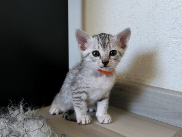 Egyptisk Mau