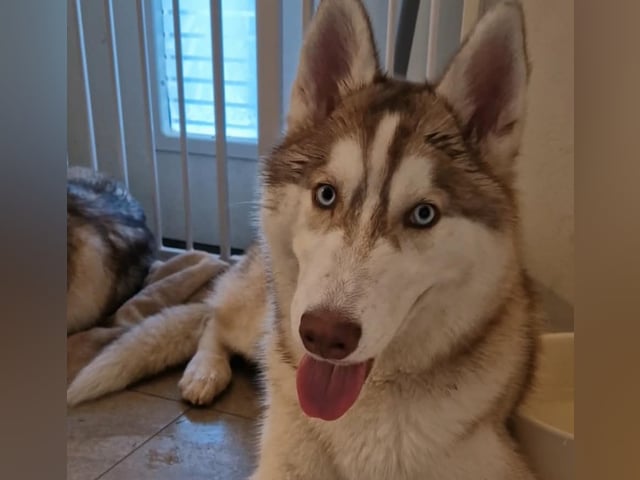 Siberian husky