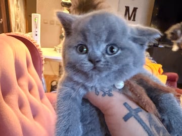 Crazy catlady