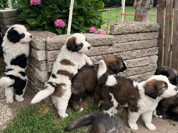 Newfoundland/Landseer/SanktBernard · Malmö · Kristina P.