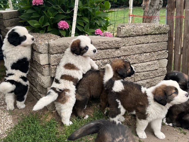 Newfoundland/Landseer/SanktBernard · Malmö · Kristina P.