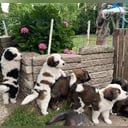 Newfoundland/Landseer/SanktBernard