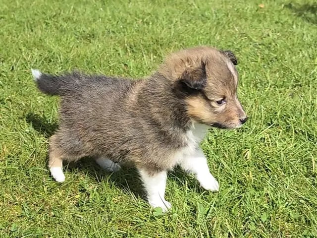 Shetland sheepdog