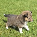 Shetland sheepdog