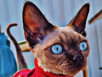 Devon Rex · Hell · No*Onyx Blue Diamond