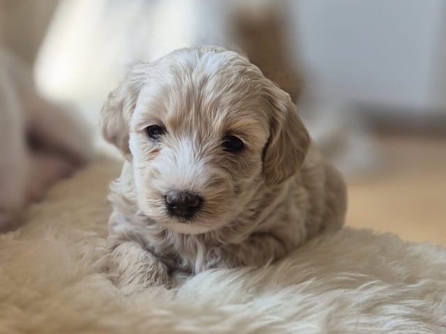 Maltipoo