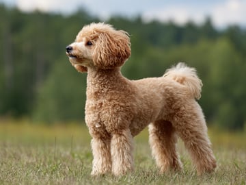 Miniature Poodle