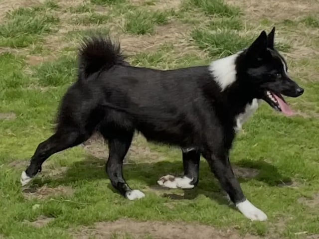 Norsk buhund