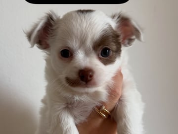 MILO