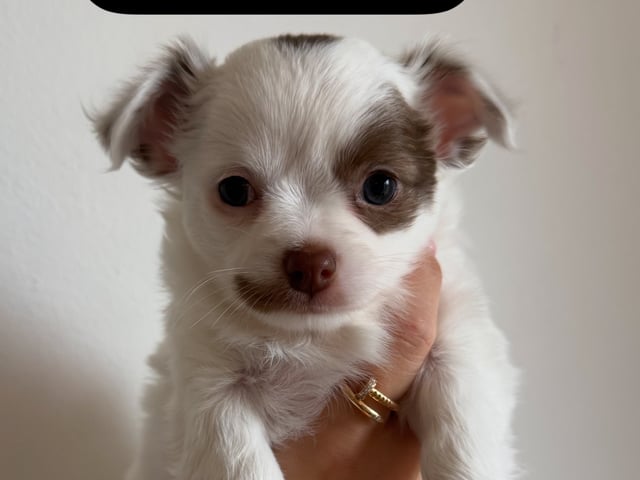 Puppy: MILO