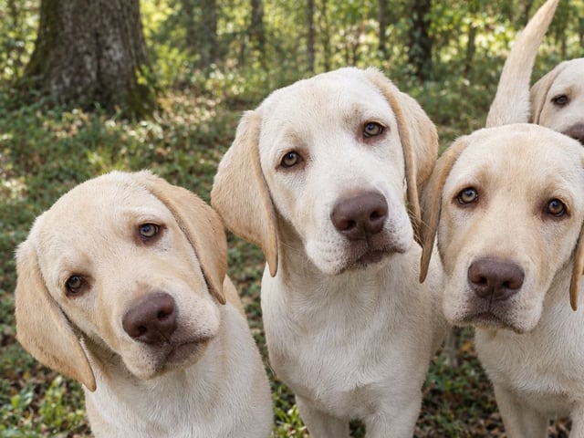 Labrador Retriever · Hörby · Monika H.