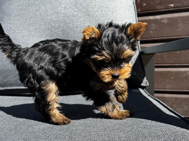 Yorkshire terrier