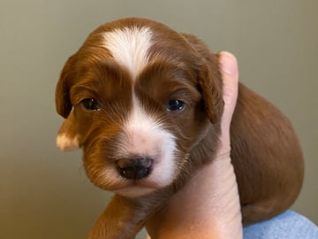 Cavapoo · Uppsala · Maria N.
