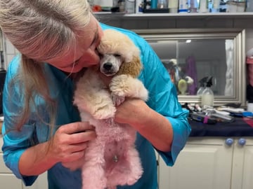 Miniature Poodle · Ås · Laila Johansen