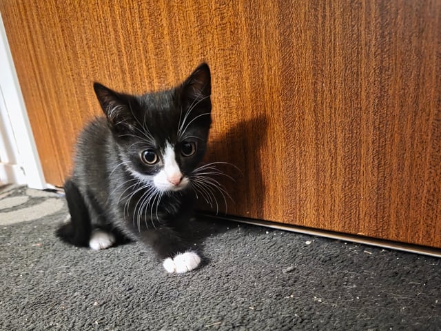 Mamman  är tredje generation Sokoke katt pappan är Tuxedo katt · Malmö · Mohamed A.