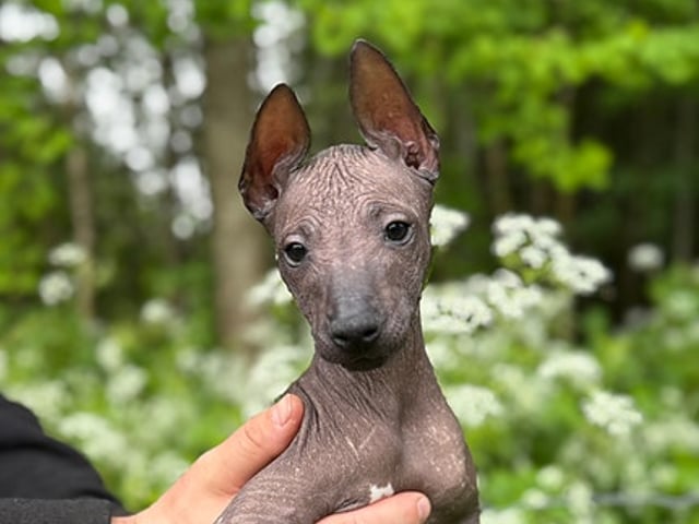Xoloitzcuintle