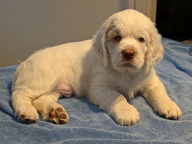 Clumber Spaniel