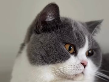 SE*Royal Whiskers