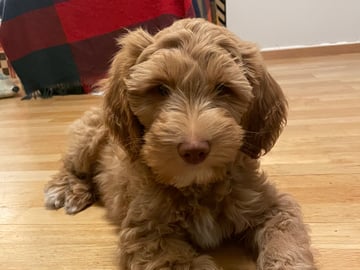 101 Labradoodles