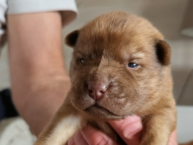 Shar pei
