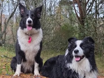 Border collie · Hjørungavåg · Tor Atle Valderhaug