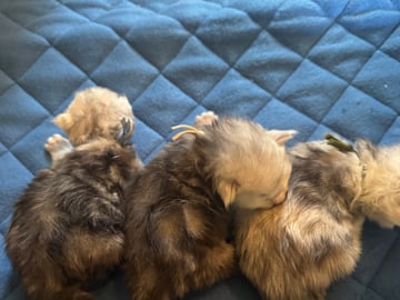 Maine Coon · Råholt · NO*Pusekatten