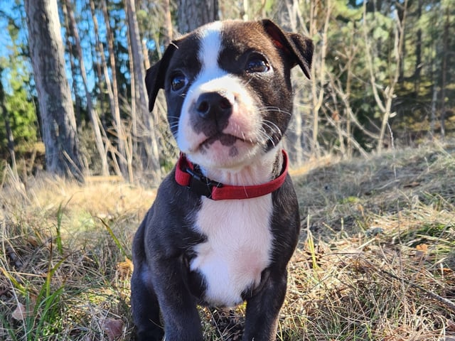 Staffordshire bull terrier