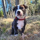 Staffordshire bull terrier