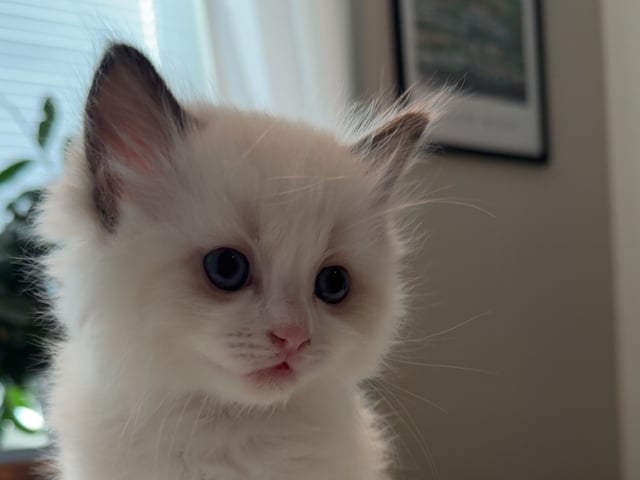 Kattunge: Tofflan