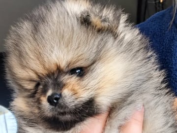 Pomeranian · Aurskog · Valentine Ai Nga Ly