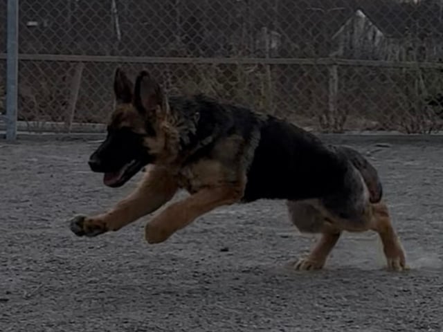 Schæferhund