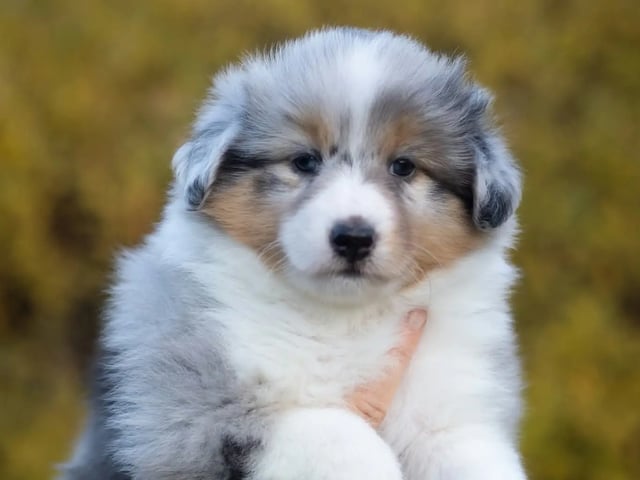 Shetland sheepdog · Figgjo · Bettina Manthey Haaland
