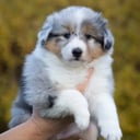 Shetland sheepdog