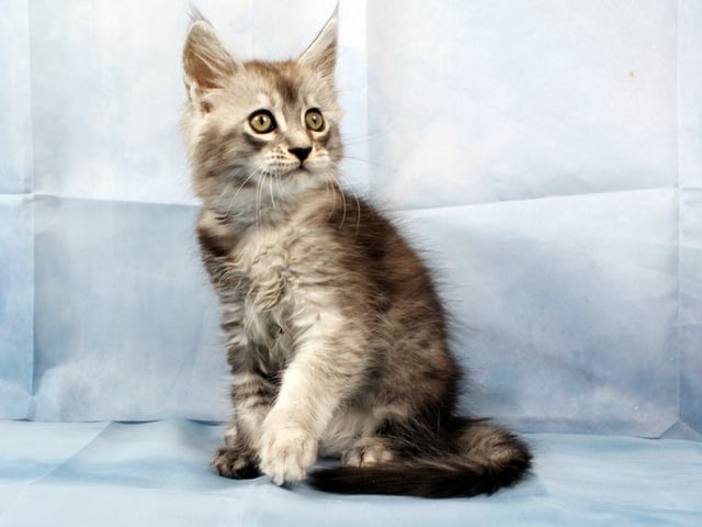 Maine Coon