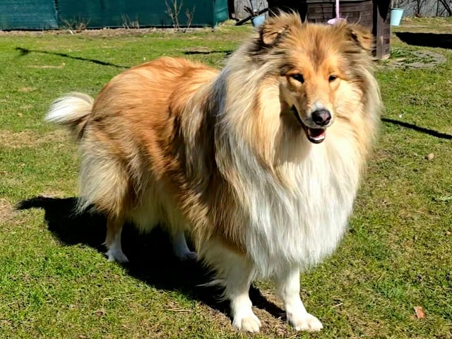 Collie