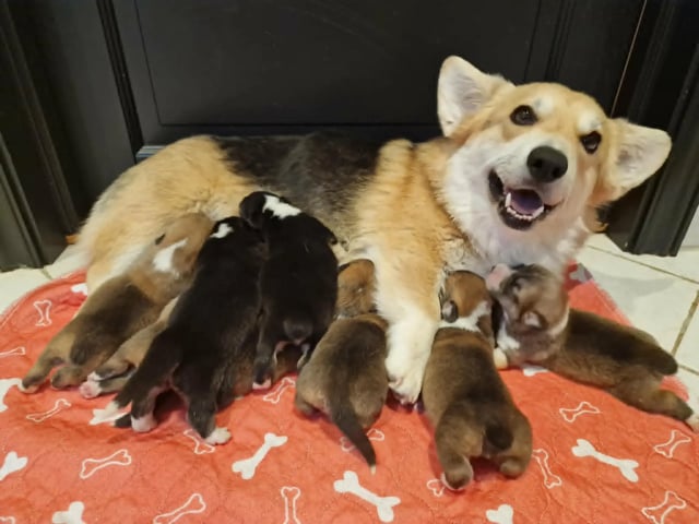 Welsh corgi pembroke