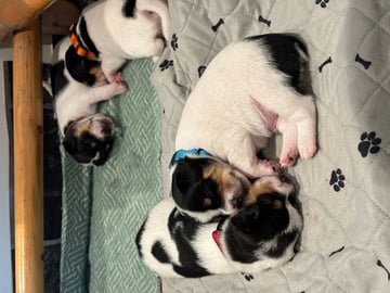 Dansk-svensk gårdhund · Beitstad · Linn Alice Berg