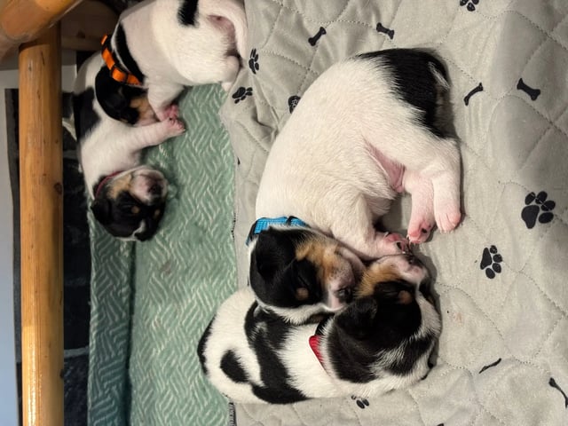 Dansk-svensk gårdhund · Beitstad · Linn Alice Berg