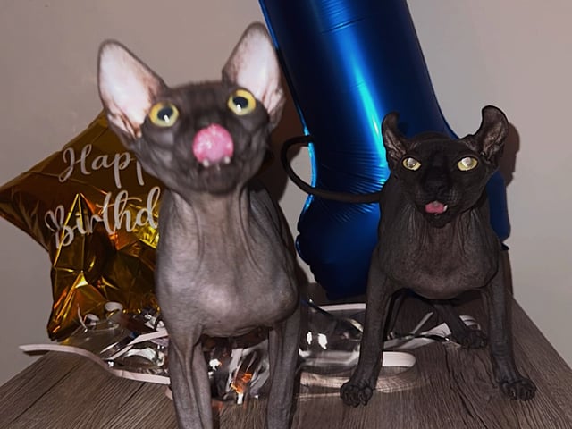 Sphynx