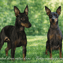 English toy terrier