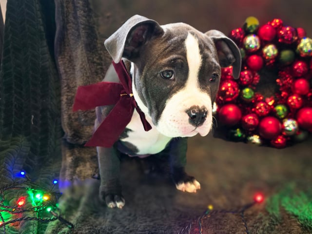 American bully