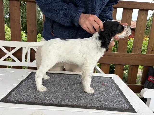 Engelsk setter